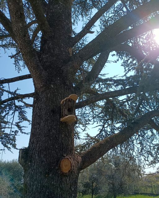 Una casetta per gli uccellini ha trovato spazio tra i